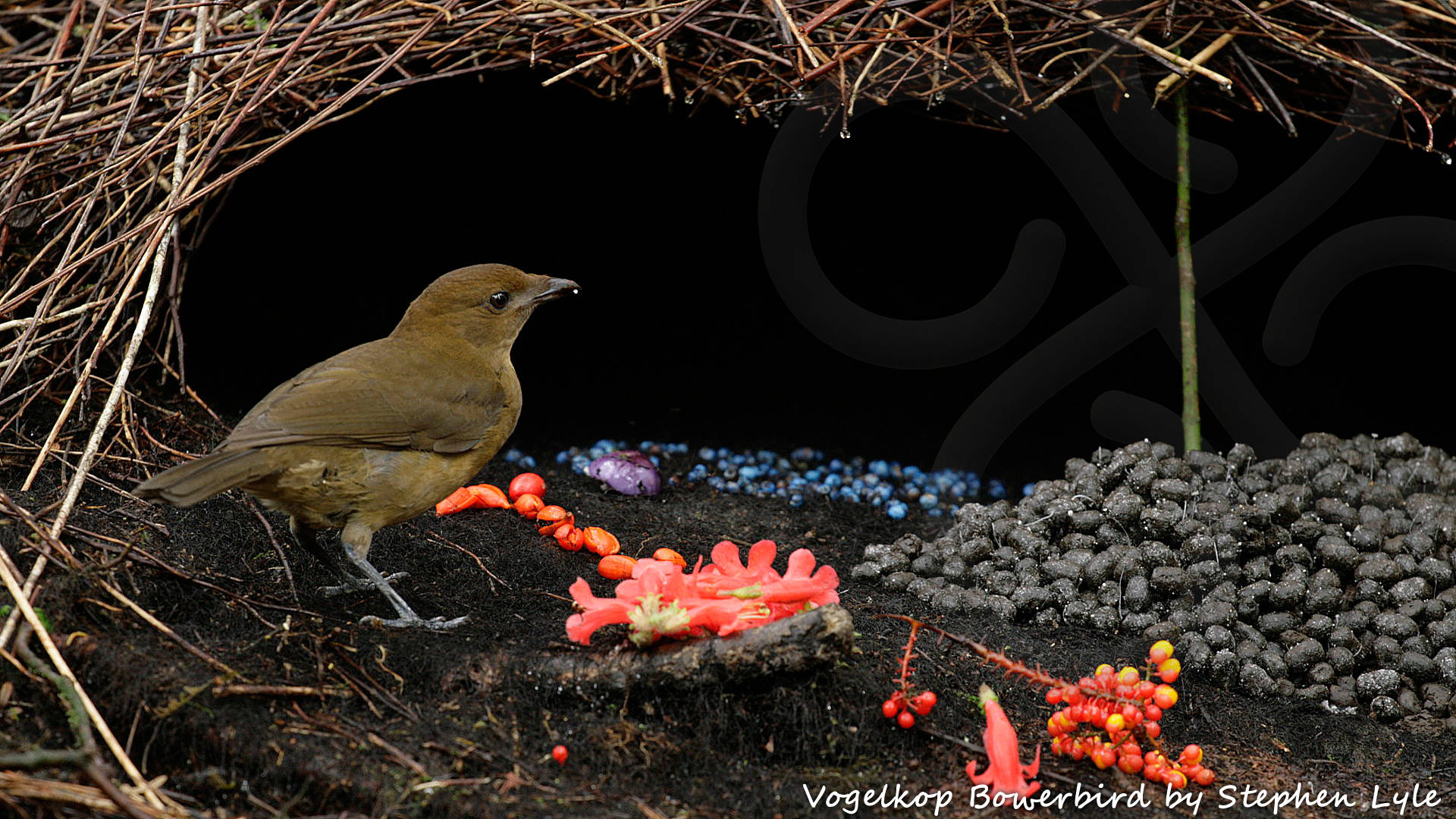 Not surprisingly, it took the first natural history collectors to penetrate into the Arfak Mountains a good while to recover from their ascertainment that the unreal roofed maypole bowers of the Vogelkop Bowerbird Amblyornis inornatus indeed were no playing houses made by the indigenous children. Copyright &copy; Stephen Lyle