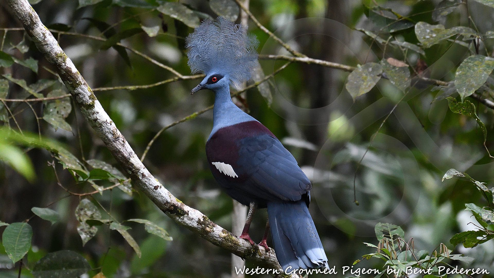The majestic Western Crowned Pigeon Goura cristata is among 66 bird species that are endemic to West Papua and, except for an introduced population on the Moluccan island of Seram, occurs nowhere else on Earth. Copyright © Bent Pedersen